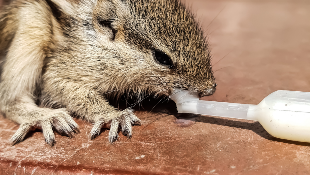 how to care for a baby squirrel