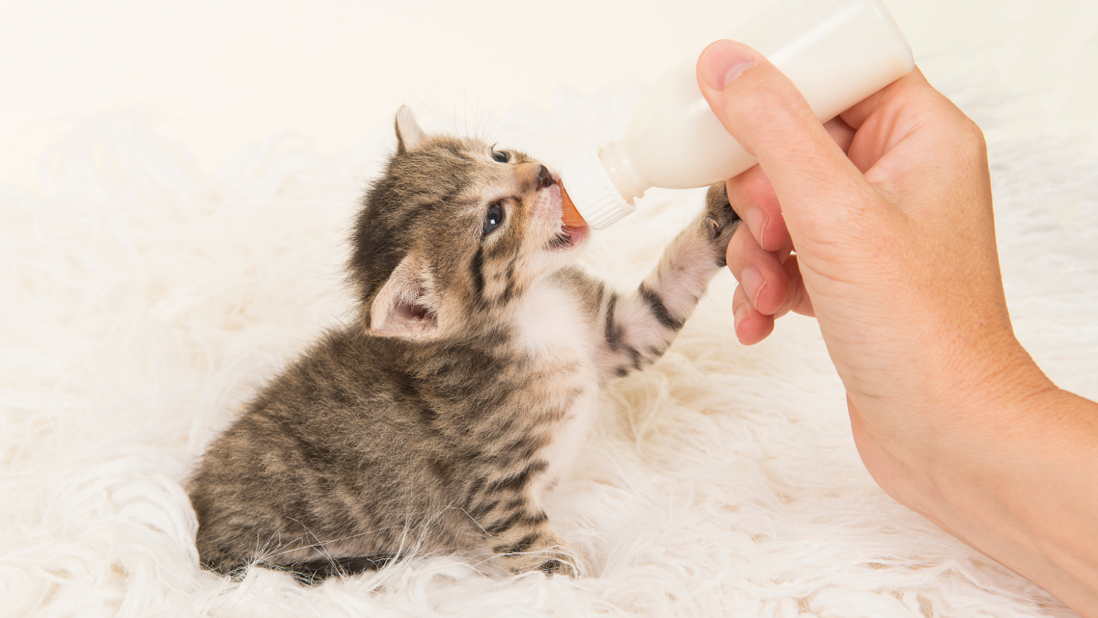 how to take care of a baby kitten
